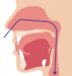 経鼻断面図